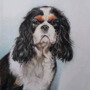 Cavalier King-Charles