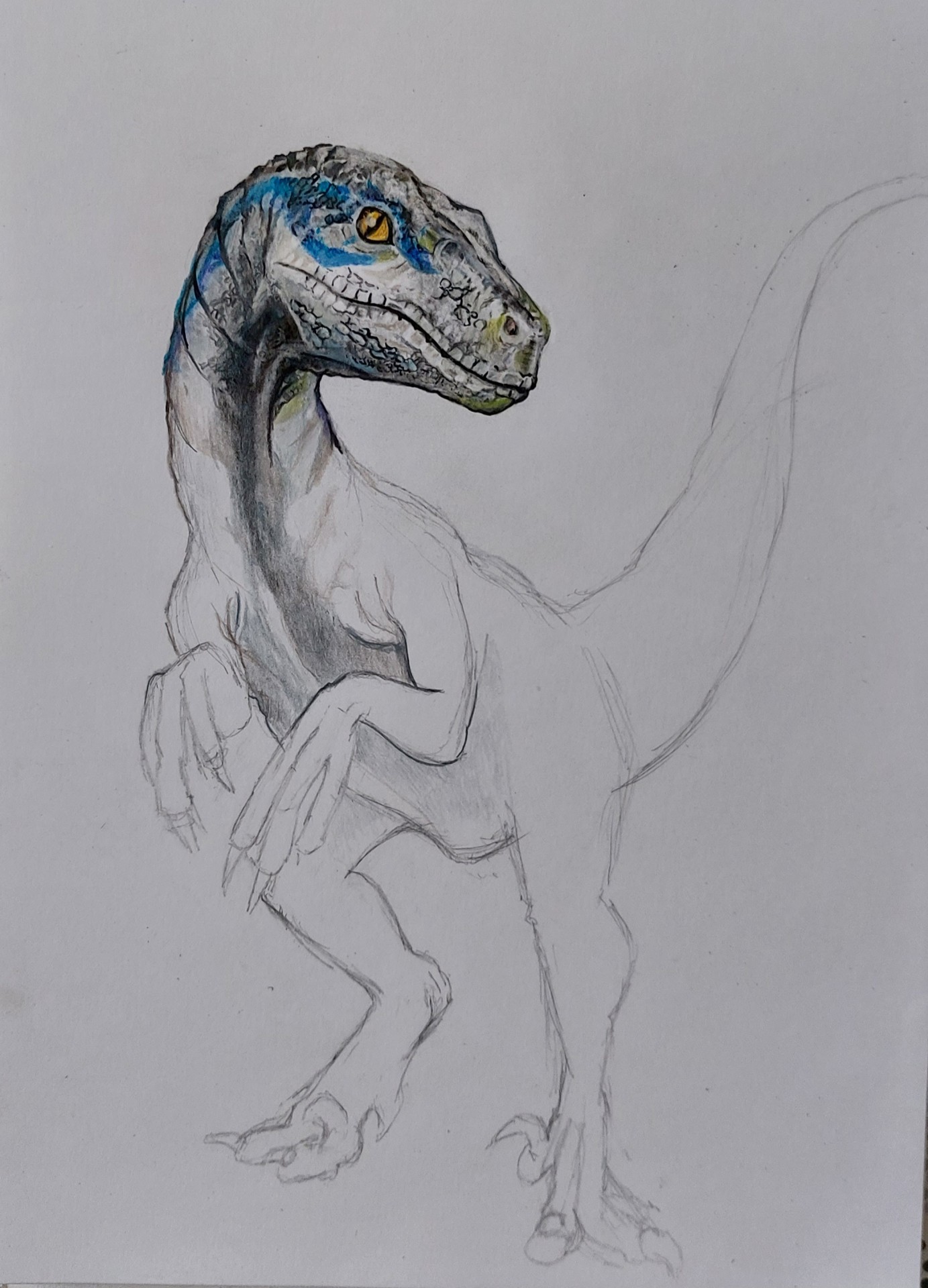 Velociraptor 1
