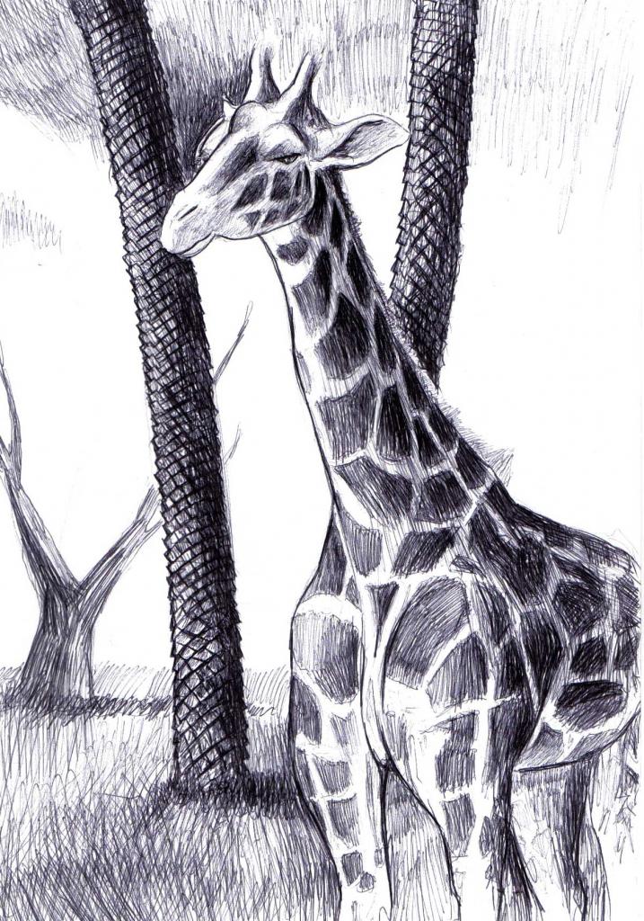 Girafe