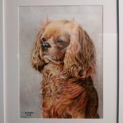 Mon chien Rio
