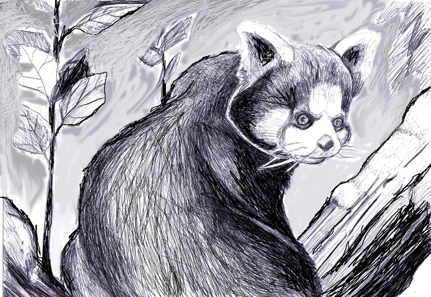 Panda roux