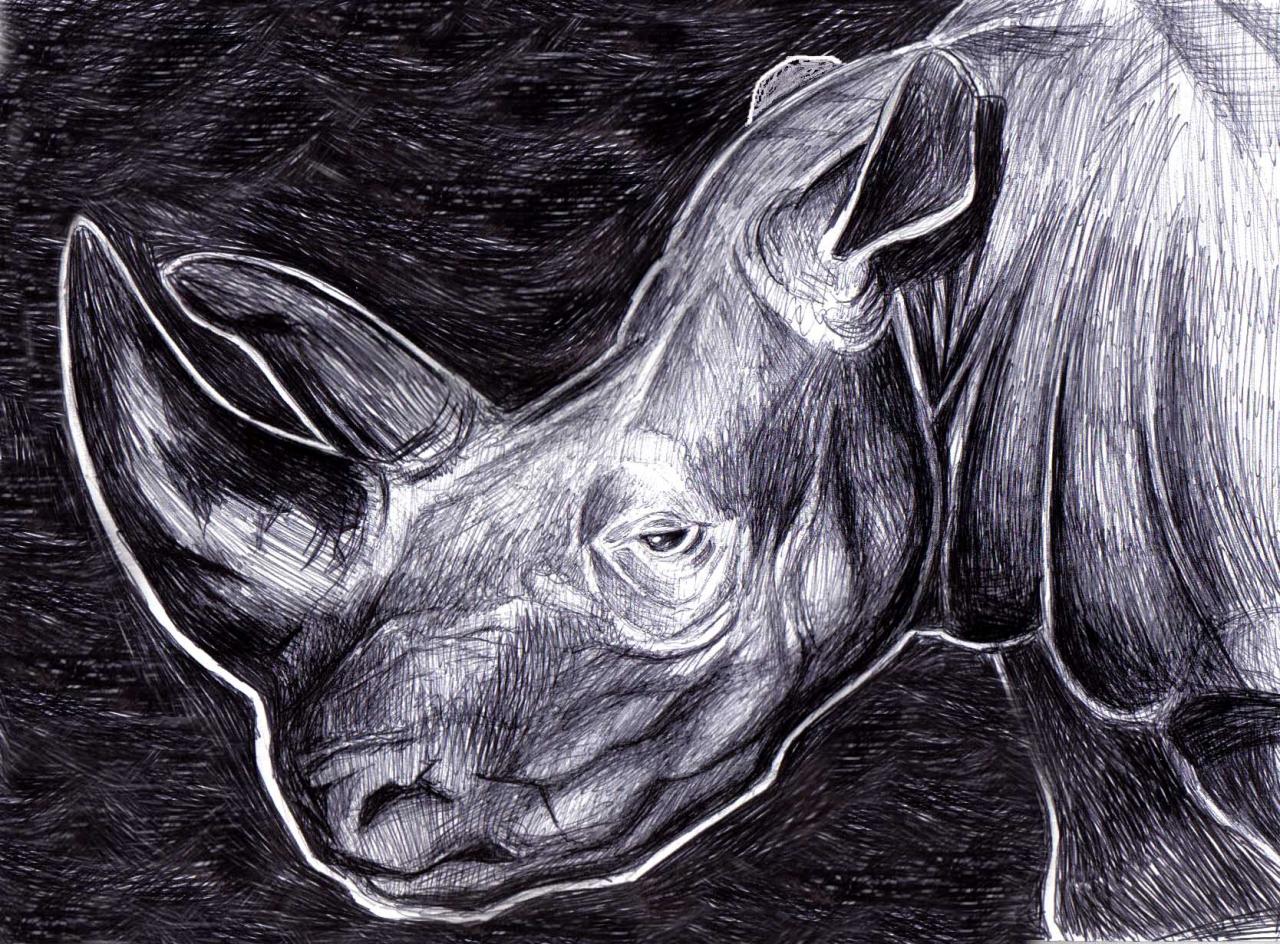 Rhinocéros