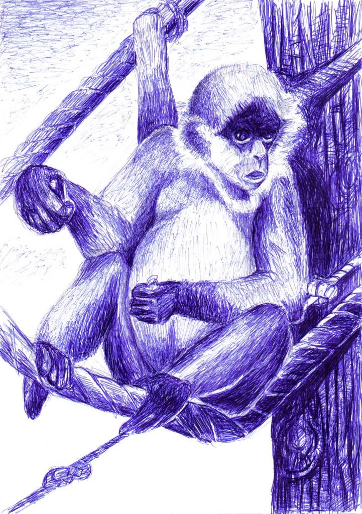 Singe