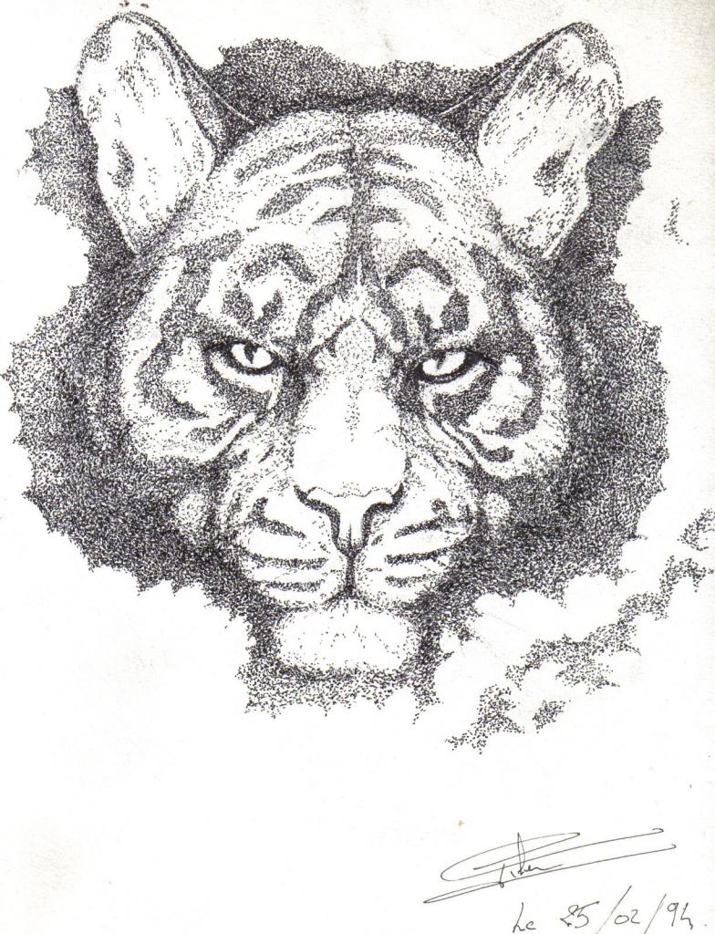 Tigre