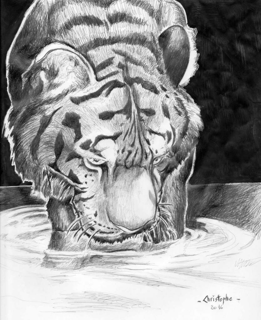 tigre
