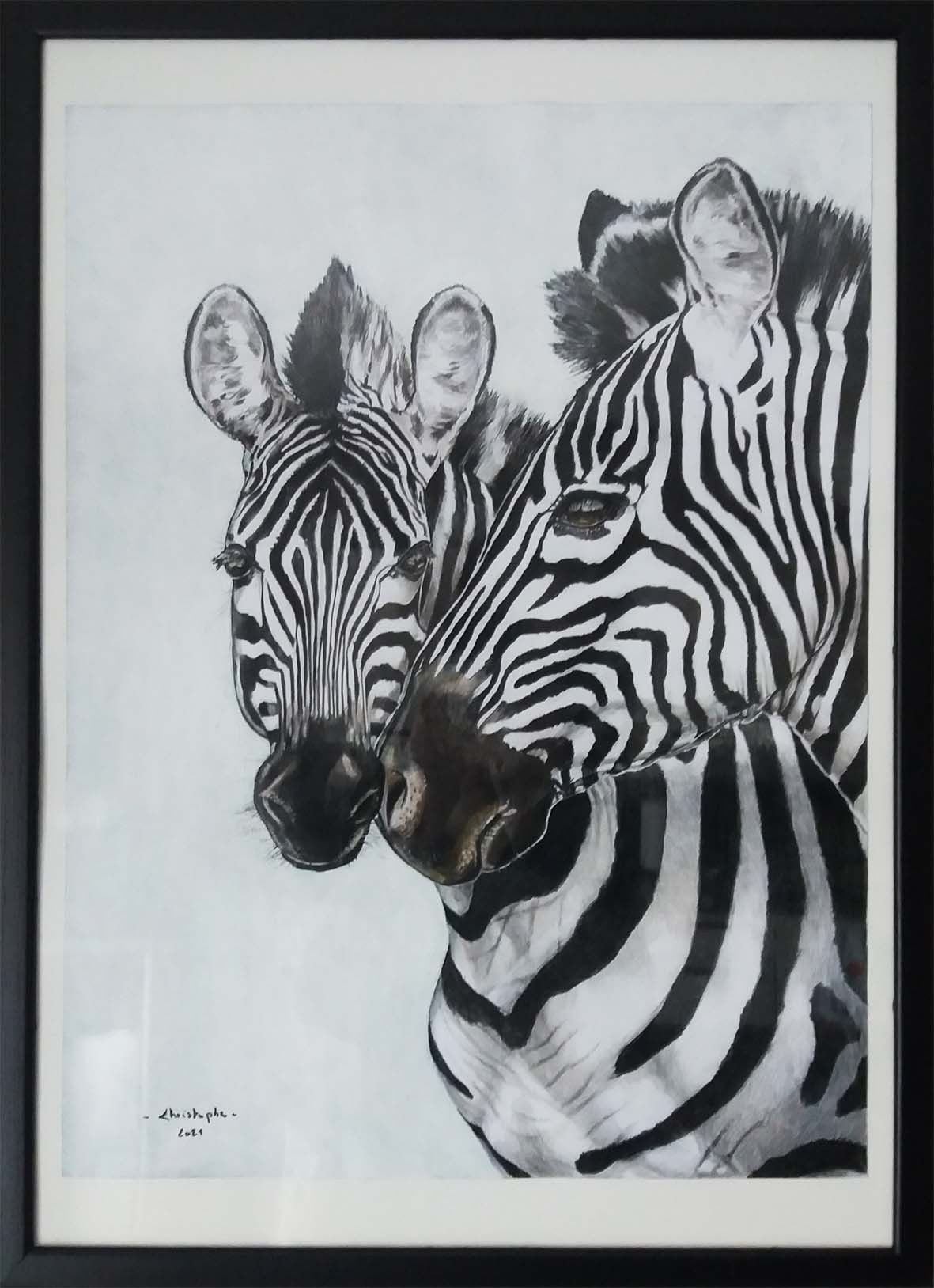Zebre 1