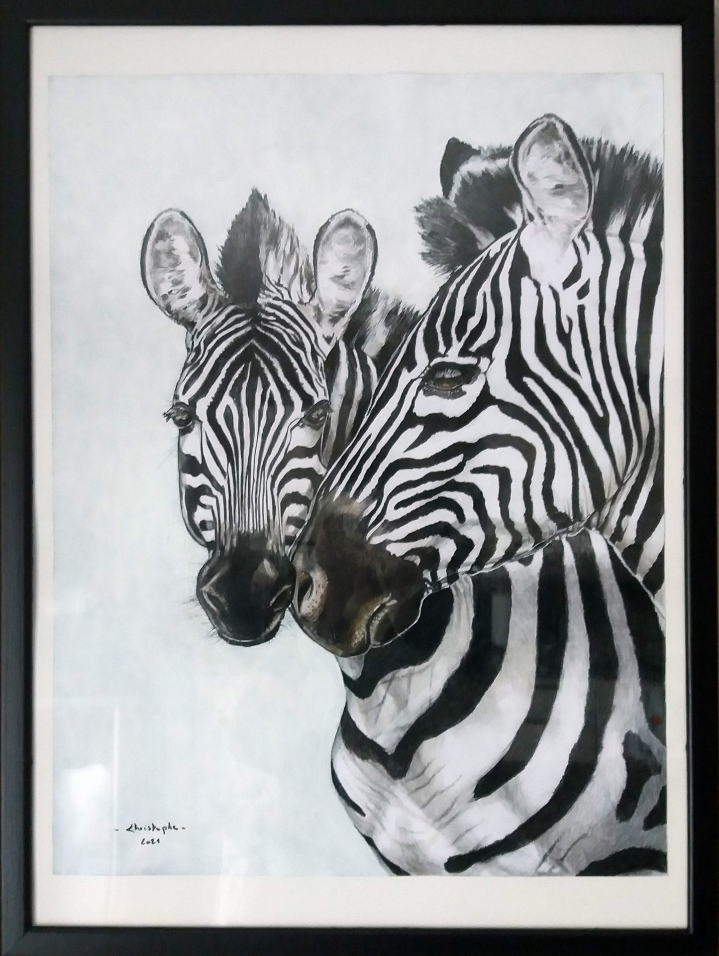 Zebre fini